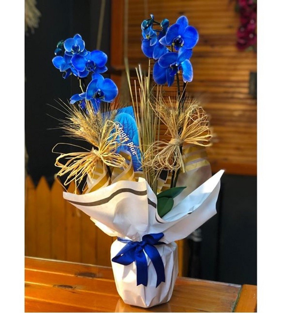Çift Dal İtal Mavi Orkide